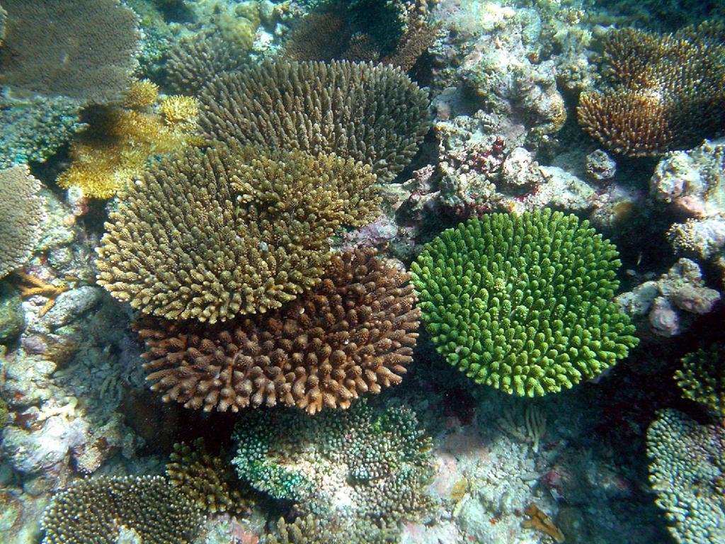 Feridhoo Inn Екстериор снимка